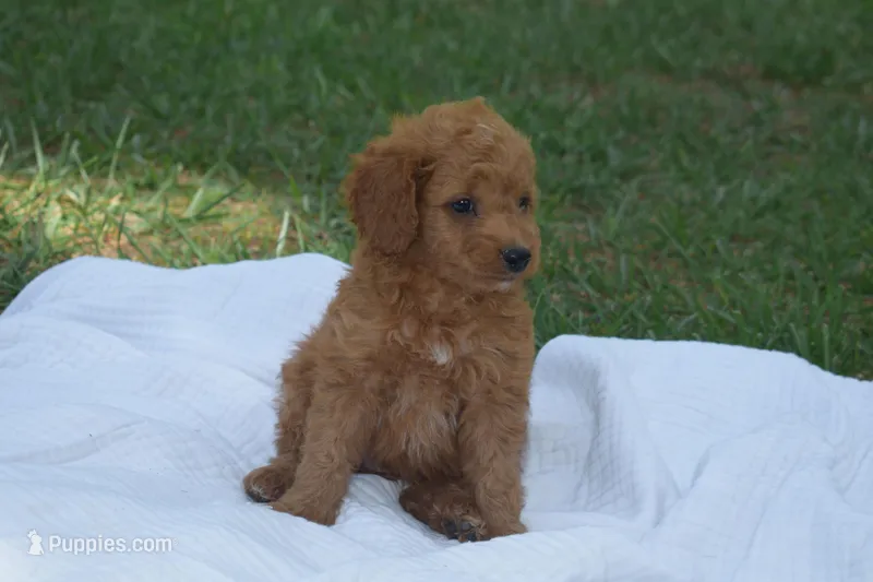 Pooh – Miniature Goldendoodle puppy for sale in Harrison, AR