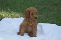 Pooh, a male Miniature Goldendoodle for sale in Harrison, AR – Photo 1 of 9