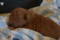 Pooh, a male Miniature Goldendoodle for sale in Harrison, AR – Photo 4 of 4