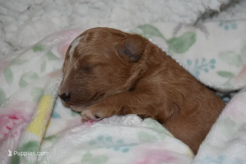 Noelle – Miniature Goldendoodle puppy for sale in Harrison, AR