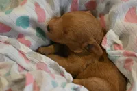 Belle , a female Miniature Goldendoodle for sale in Harrison, AR – 7 of 7