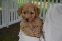 Miles, a male Miniature Goldendoodle for sale in Harrison, AR – 3 of 10