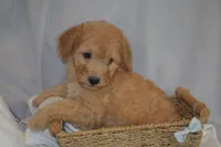 Miles, a male Miniature Goldendoodle for sale in Harrison, AR – 4 of 10