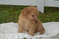Miles, a male Miniature Goldendoodle for sale in Harrison, AR – 6 of 10
