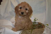 Maverick, a male Miniature Goldendoodle for sale in Harrison, AR – 8 of 10