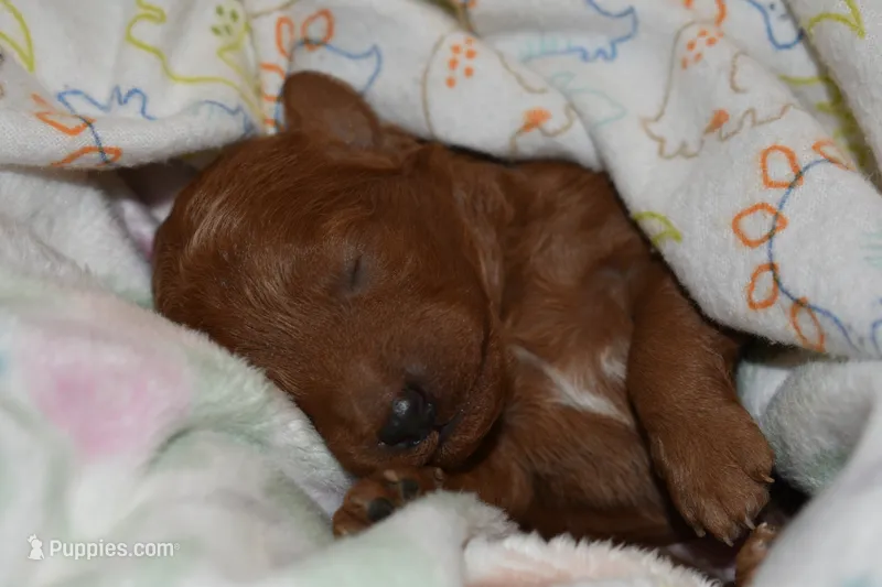 Tanner – Miniature Goldendoodle puppy for sale in Harrison, AR