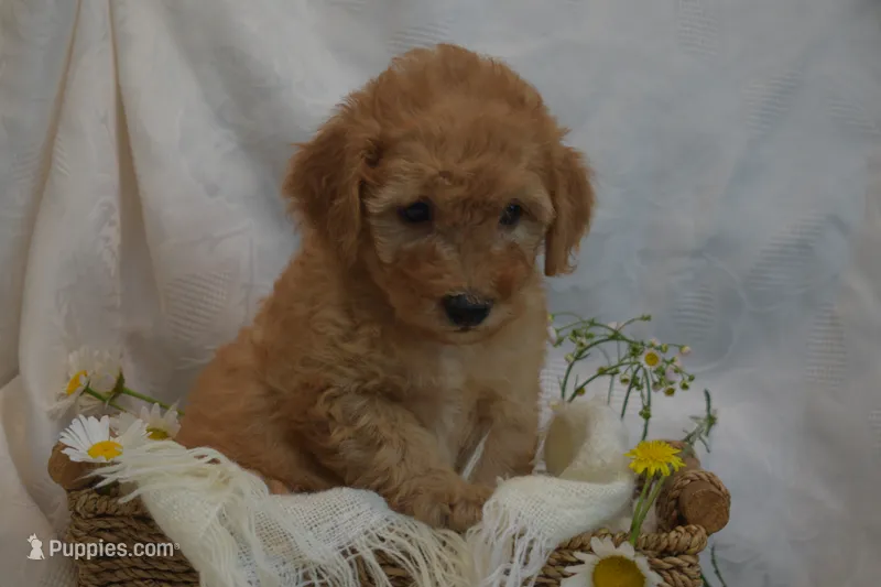 Miles – Miniature Goldendoodle puppy for sale in Harrison, AR