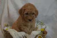 Miles, a male Miniature Goldendoodle for sale in Harrison, AR – 7 of 10