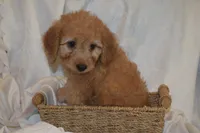 Maverick, a male Miniature Goldendoodle for sale in Harrison, AR – 1 of 10