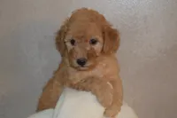 Miles, a male Miniature Goldendoodle for sale in Harrison, AR – 10 of 10