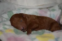 Olivia, a female Miniature Goldendoodle for sale in Harrison, AR – Photo 4 of 4