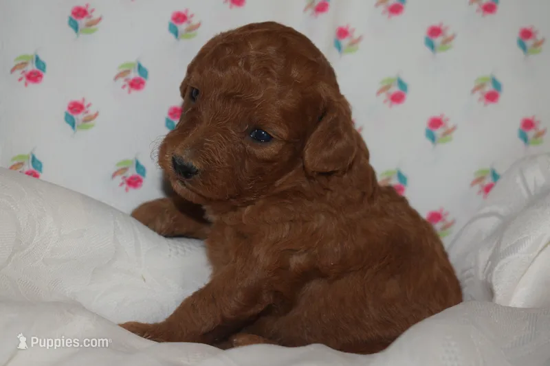 Olivia – Miniature Goldendoodle puppy for sale in Harrison, AR