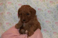 Olivia, a female Miniature Goldendoodle for sale in Harrison, AR – 6 of 7