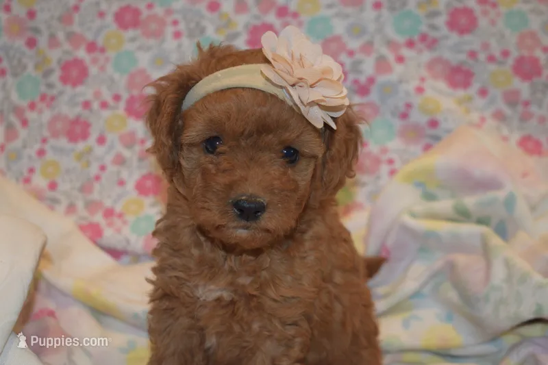 Olivia – Miniature Goldendoodle puppy for sale in Harrison, AR