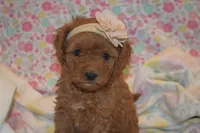 Olivia, a female Miniature Goldendoodle for sale in Harrison, AR – 1 of 7