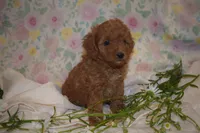 Olivia, a female Miniature Goldendoodle for sale in Harrison, AR – 2 of 7