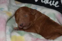 Olivia, a female Miniature Goldendoodle for sale in Harrison, AR – Photo 2 of 4