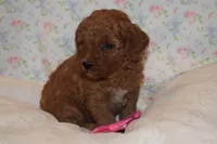 Olivia, a female Miniature Goldendoodle for sale in Harrison, AR – 7 of 7