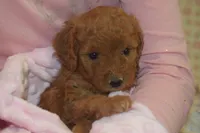 Olivia, a female Miniature Goldendoodle for sale in Harrison, AR – 4 of 7