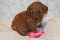 Olivia, a female Miniature Goldendoodle for sale in Harrison, AR – 5 of 7