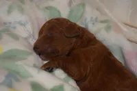 Olivia, a female Miniature Goldendoodle for sale in Harrison, AR – Photo 3 of 4