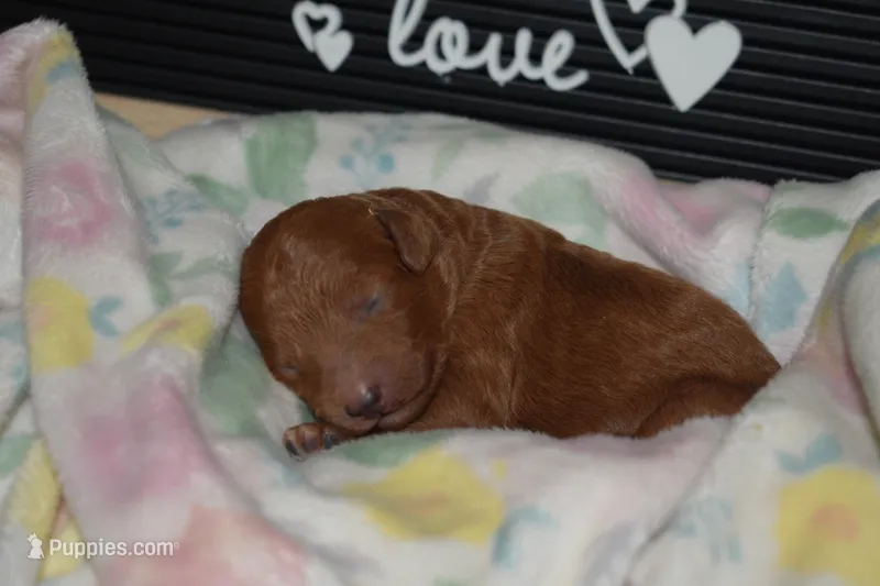 Olivia – Miniature Goldendoodle puppy for sale in Harrison, AR