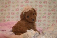 Olivia, a female Miniature Goldendoodle for sale in Harrison, AR – 3 of 7