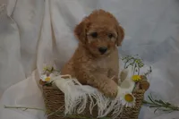Miles, a male Miniature Goldendoodle for sale in Harrison, AR – 9 of 10