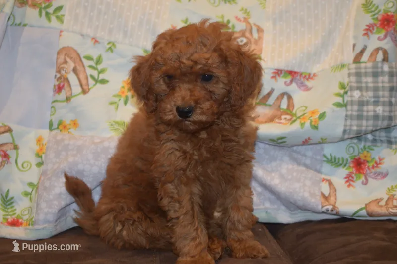 Peanut – Miniature Goldendoodle puppy for sale in Harrison, AR