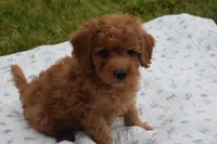 Pebbles, a male Goldendoodle for sale in Harrison, AR – Photo 4 of 9