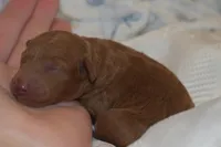 Pebbles, a male Goldendoodle for sale in Harrison, AR – Photo 3 of 4