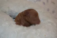 Pebbles, a male Goldendoodle for sale in Harrison, AR – Photo 4 of 4