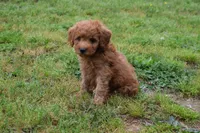Pebbles, a male Goldendoodle for sale in Harrison, AR – Photo 3 of 9