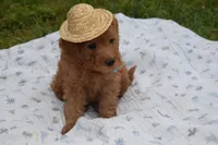 Pebbles, a male Goldendoodle for sale in Harrison, AR – Photo 2 of 9