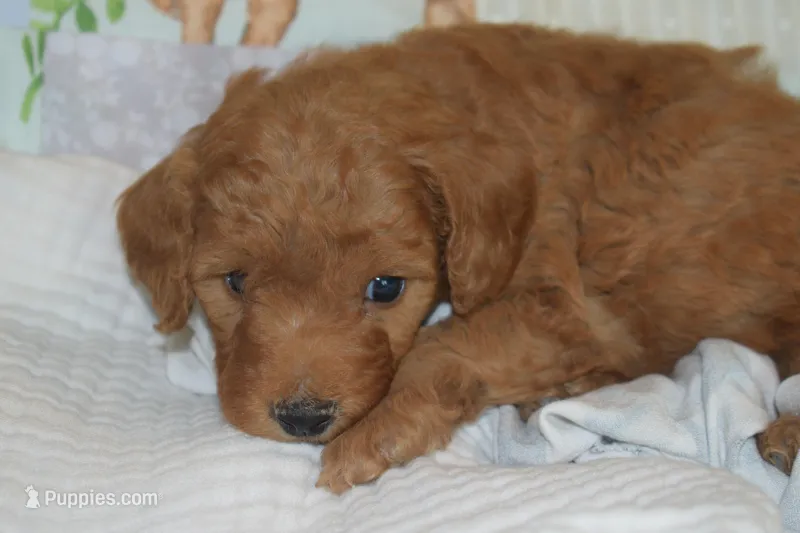 Pebbles – Goldendoodle puppy for sale in Harrison, AR