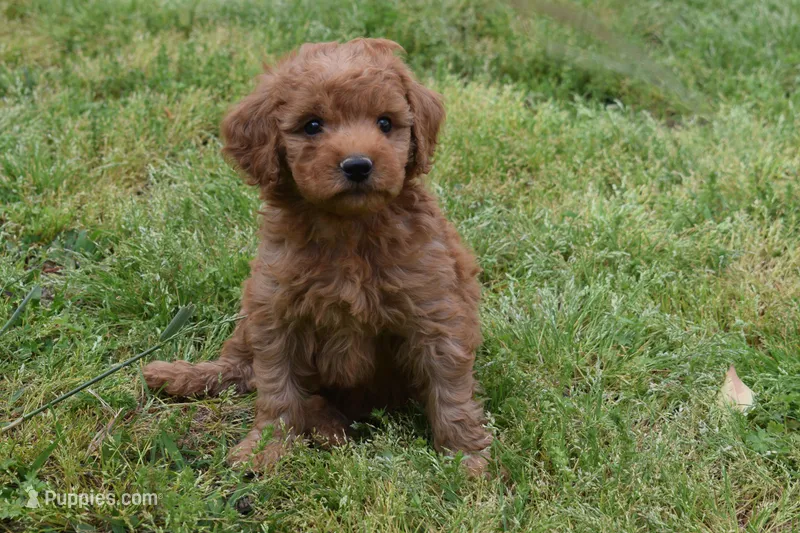 Pebbles – Goldendoodle puppy for sale in Harrison, AR