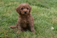 Pebbles, a male Goldendoodle for sale in Harrison, AR – Photo 7 of 9