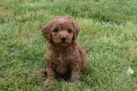 Pebbles, a male Goldendoodle for sale in Harrison, AR – Photo 9 of 9