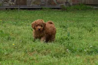 Pebbles, a male Goldendoodle for sale in Harrison, AR – Photo 6 of 9