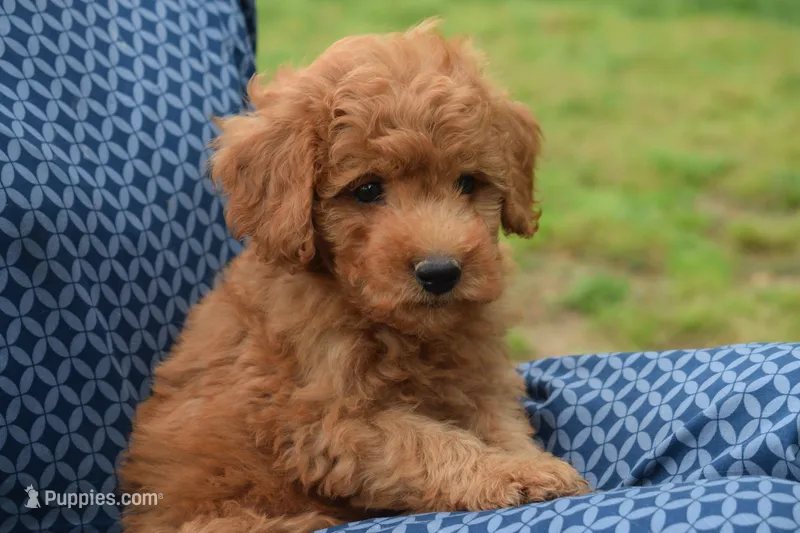 Pebbles – Goldendoodle puppy for sale in Harrison, AR
