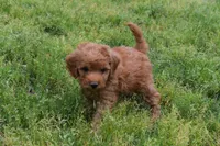 Pebbles, a male Goldendoodle for sale in Harrison, AR – Photo 8 of 9