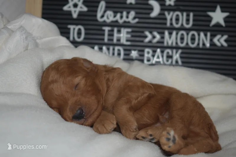 Pebbles – Goldendoodle puppy for sale in Harrison, AR