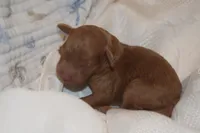 Pebbles, a male Goldendoodle for sale in Harrison, AR – Photo 2 of 4