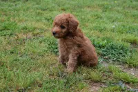 Pebbles, a male Goldendoodle for sale in Harrison, AR – Photo 5 of 9