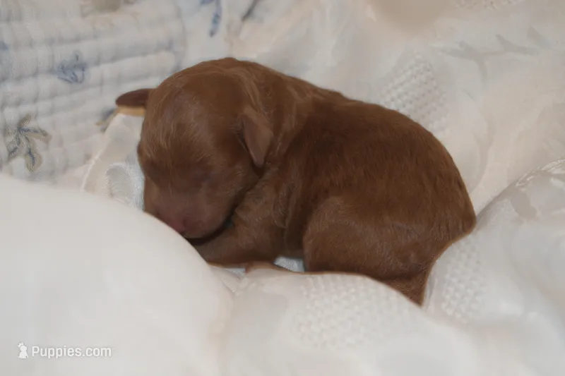 Pebbles, a male Goldendoodle for sale in Harrison, AR – Photo 1 of 4