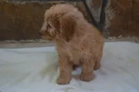 Maverick, a male Miniature Goldendoodle for sale in Harrison, AR – 7 of 10