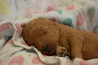 Belle , a female Miniature Goldendoodle for sale in Harrison, AR – 3 of 7