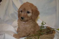 Maverick, a male Miniature Goldendoodle for sale in Harrison, AR – 9 of 10