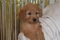 Maverick, a male Miniature Goldendoodle for sale in Harrison, AR – 2 of 10