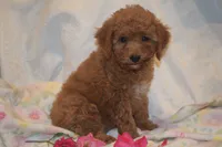 Cecile, a female Miniature Goldendoodle for sale in Harrison, AR – 5 of 9